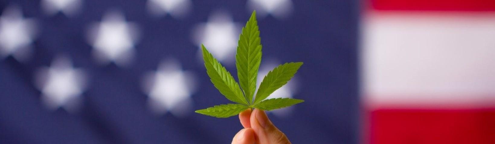 Cannabis leaf