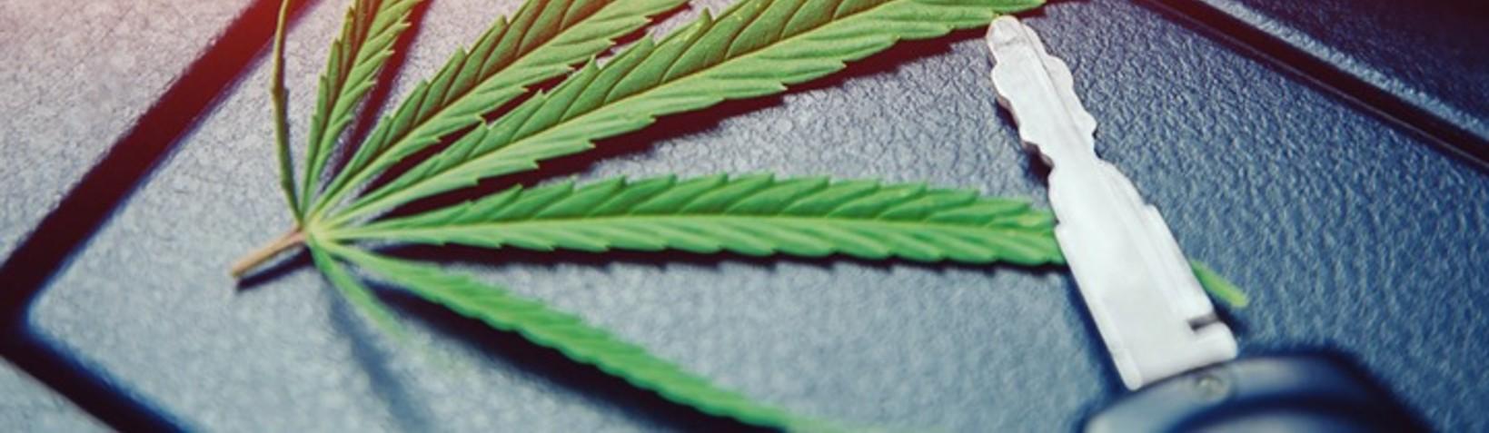 Marijuana leaf