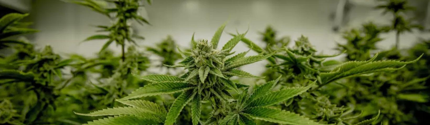 close up of a cannabis plant